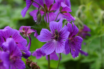 purple geranium flower