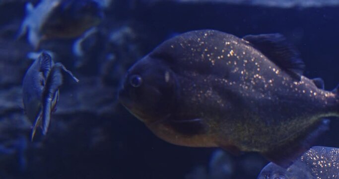 Red Bellied Piranha Swimming In An Aquarium. - close up