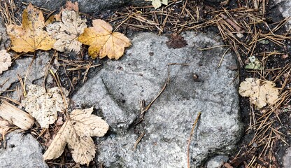 Autumn yellow maple leaves lie fallen in the mix with spruce needles on gray stones.