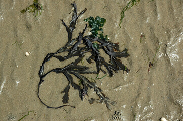 Algue brune, Fucus cenaroides