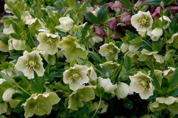 Hellébore, Helleborus argutifolius