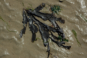 Algue brune, Fucus cenaroides