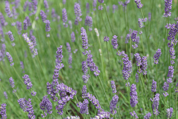 field of lavender