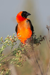 Euplecte ignicolore, .Euplectes orix, Southern Red Bishop, Afrique du Sud