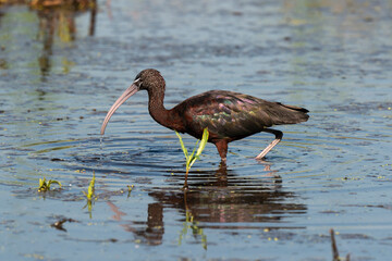 Ibis falcinelle, .Plegadis falcinellus, Glossy Ibis