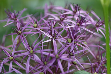 close up of allium