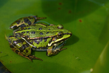 frog on the leaf