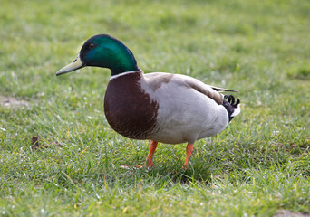 Naklejka na ściany i meble Duck on the grass, mallard side view, artist reference for drawing 