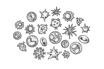 Blood cells isolated on white background. Scientific microbiology vector illustration in sketch style