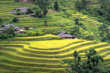 Phung village, Hoang Su Phi district, Ha Giang province, Vietnam - Enjoy the beautiful scenery of Phung village, Hoang Su Phi district, Vietnam from above during the rice ripening