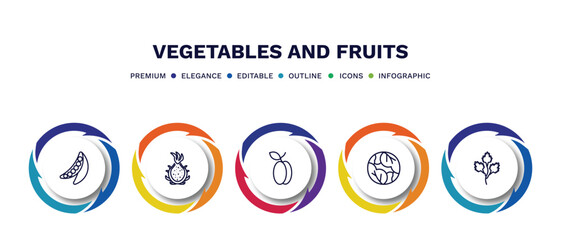 set of vegetables and fruits thin line icons. vegetables and fruits outline icons with infographic template. linear icons such as peas, dragon fruit, plum, cabbage, parsley vector.