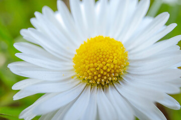 Macro photo of a white daisy on a background of green grass. Spring flowering concept. March 8