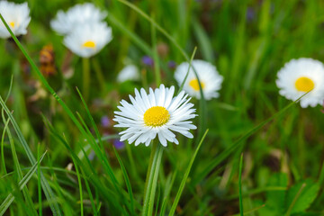 Blooming daisies in spring against the backdrop of green grass. Gardening concept. Background for postcard March 8