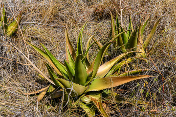 Fototapeta premium Aloe vera plant growing at the garden. Herbal medicine
