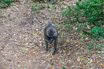 Baboons (Papio cynocephalus) at the Lake Manyara national park, Tanzania