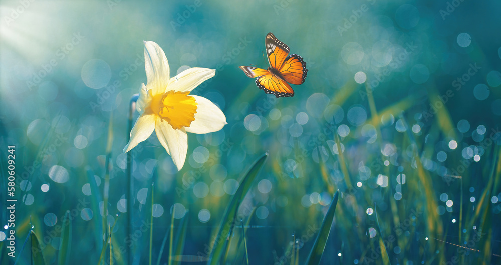 Poster beautiful daffodil flower in nature in morning outdoors in rays of sunlight and orange fluttering bu