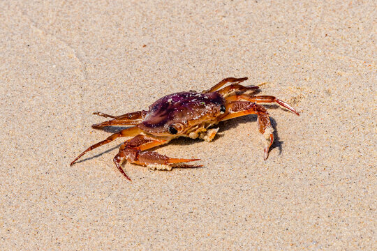 Sea crab on a sand at beach