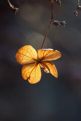 The beauty of the seasonal transformation is depicted in this image, as the leaves fall gracefully...