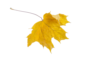 Autumn dry yellow maple leaf. Isolated on a white background