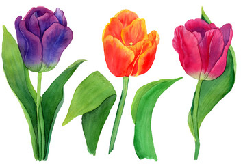 Watercolor set of tulips, blooms and green leaves isolated. Botany Illustration of blue, pink, orange tulips spring flowers in natural style. Design for covers, packaging, fabric, season offer.