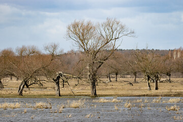 Landscape with the Bug river in Poland