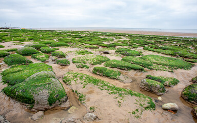 Low Tide, East Anglia coast, England, UK. A view of the sandy beach out to the cloudy but calm North Sea horizon littered with seaweed covered rocks. - 580611601