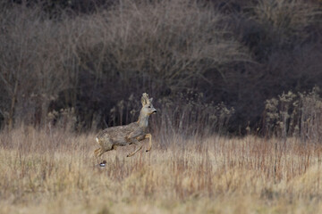 A young roebuck in a jump on the meadow
