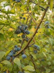 Strauch der Schlehe (Prunus spinosa) mit reifen blauen Früchten.