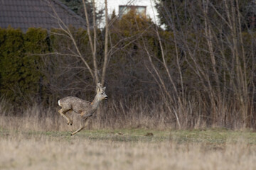 A young roebuck in a jump on the meadow