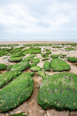 Low Tide, East Anglia coast, England, UK. A view of the sandy beach out to the cloudy but calm North Sea horizon littered with seaweed covered rocks. - 580611807
