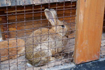 Nice rabbit in the cage © Harmony Video Pro