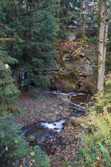 Beautiful autumn forest in Carpathian mountains