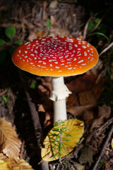 Big red fly agaric grows in autumn wood. Picturesque place in wood heart