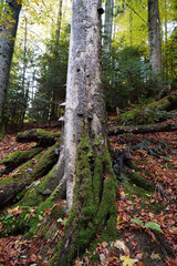 Beautiful autumn forest in Carpathian mountains