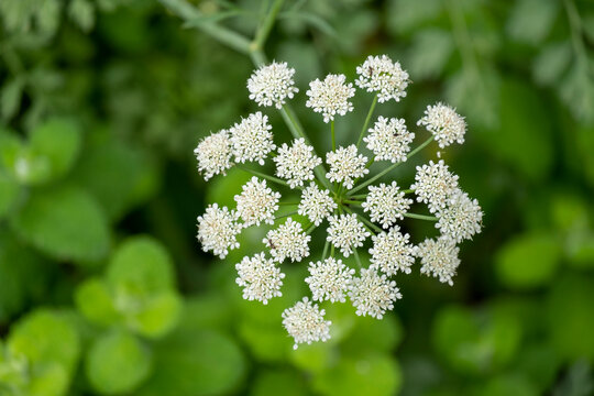 Anise flower field. Food and drinks ingredient. Fresh medicinal plant. Blooming anise field background on summer sunny day.