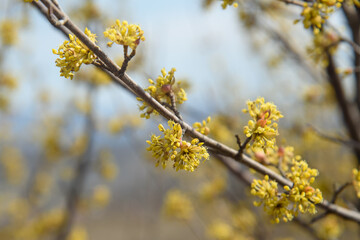 Branches with flower buds of European cornel or Cornus mas in spring