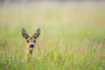 Ricke in der Wiese