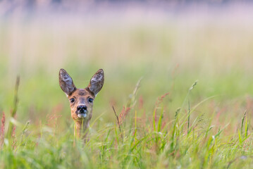 Rehwild, Ricke, Wiese, Gras, Sommer, Porträt,
