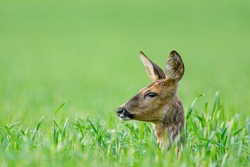 Ricke im Getreide