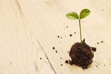 Small sprout seedling in a pile of soil isolated on a wooden background close
