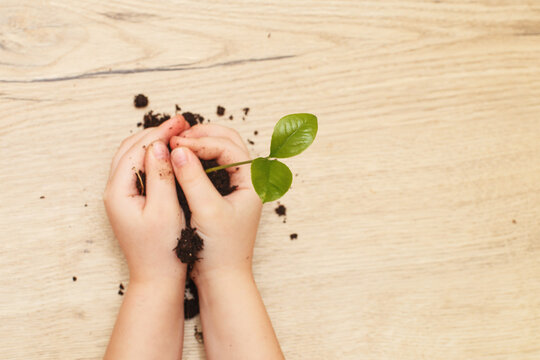 Green sprout growing from soil and a kids hands holding it isolated on a wooden background.
