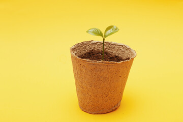 Small sprout seedling in a pile of soil in a peat pot isolated on a yellow paper background close