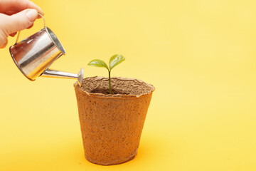 Small seedling in a pile of soil. Female woman hand waters a sprout from a toy watering can