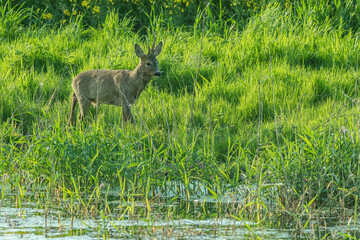 Rehbock am Wasser