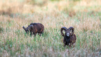 Muffelwild am Morgen