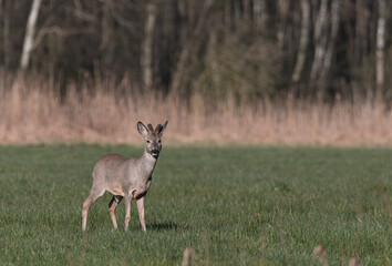 Junger Bock