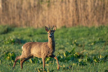 Bock in der Wiese