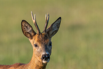 Junger Bock