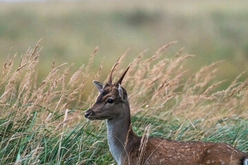 Damspießer im Regen