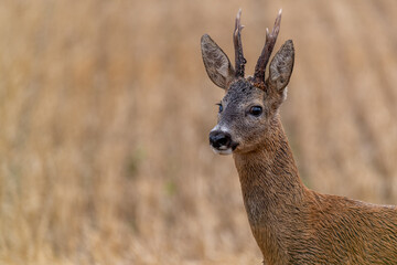 Rehbock in der Blattzeit